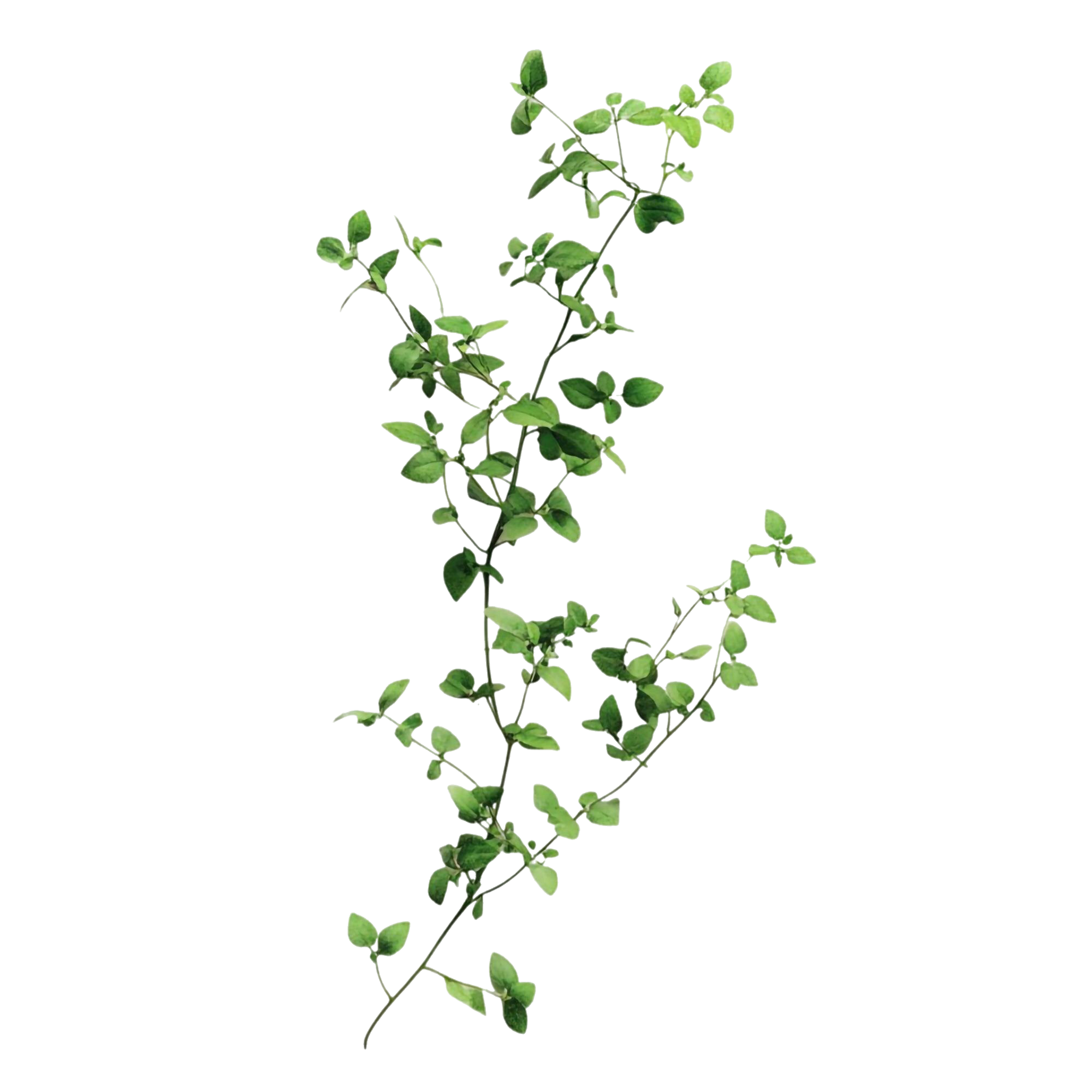 Branch Decoration